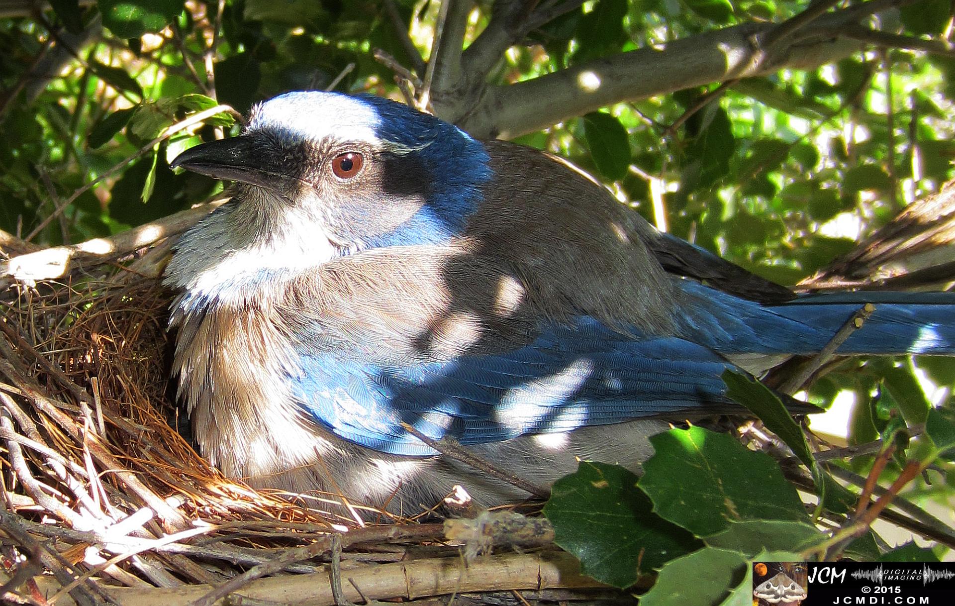 Scrub Jay Nest Documenatry with chicks